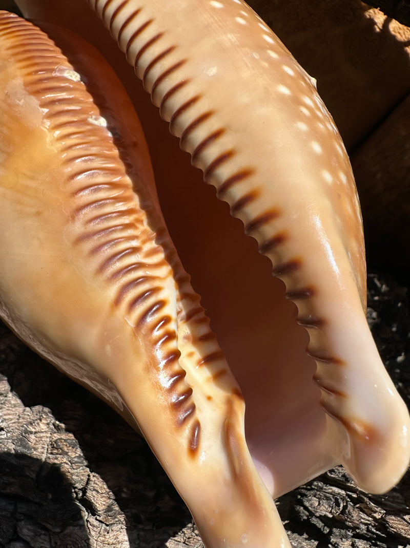 Atlantic Deer Cowrie - Cypraea cervus 150mm