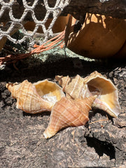 Growth Series Ezo Neptune - Neptunea polycostata with Documentation & Operculum