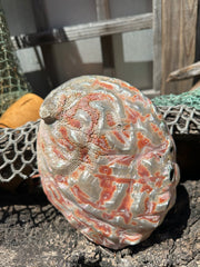 Polished Red Abalone 8.25