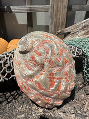 Polished Red Abalone 8.25