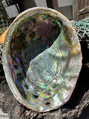 Polished Red Abalone 8.25