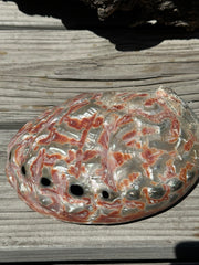 Polished Red Abalone 8.25