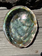 Polished Red Abalone 8.25