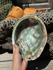 Polished Red Abalone 8.25
