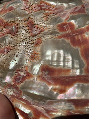 Polished Red Abalone 8.25