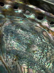 Polished Red Abalone 8.25