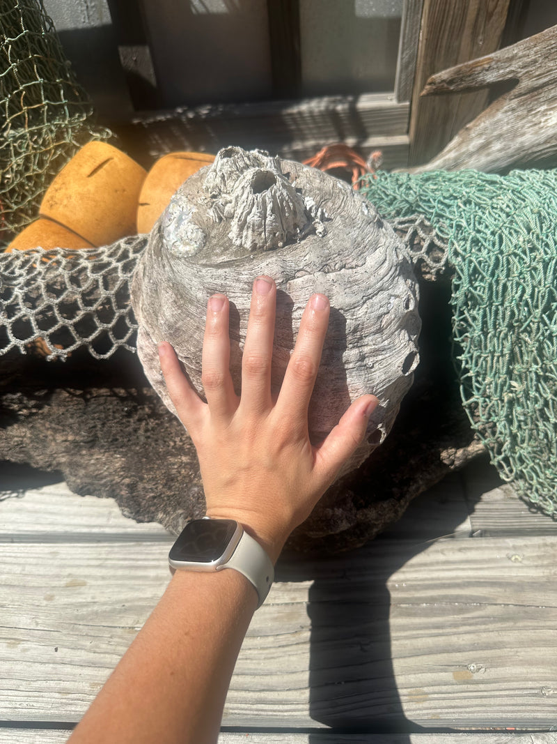 9" Raw Pink Abalone with Barnacle Growth - Haliotis corrugata