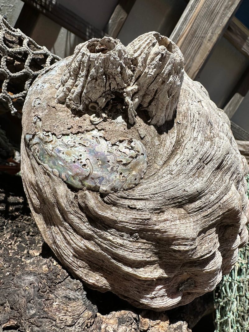9" Raw Pink Abalone with Barnacle Growth - Haliotis corrugata