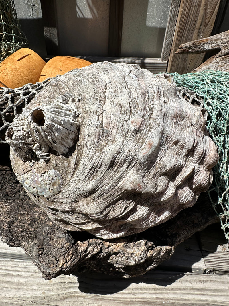 9" Raw Pink Abalone with Barnacle Growth - Haliotis corrugata