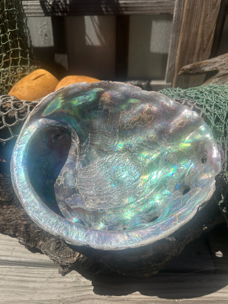 9" Raw Pink Abalone with Barnacle Growth - Haliotis corrugata