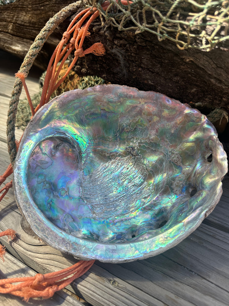 9" Raw Pink Abalone with Barnacle Growth - Haliotis corrugata