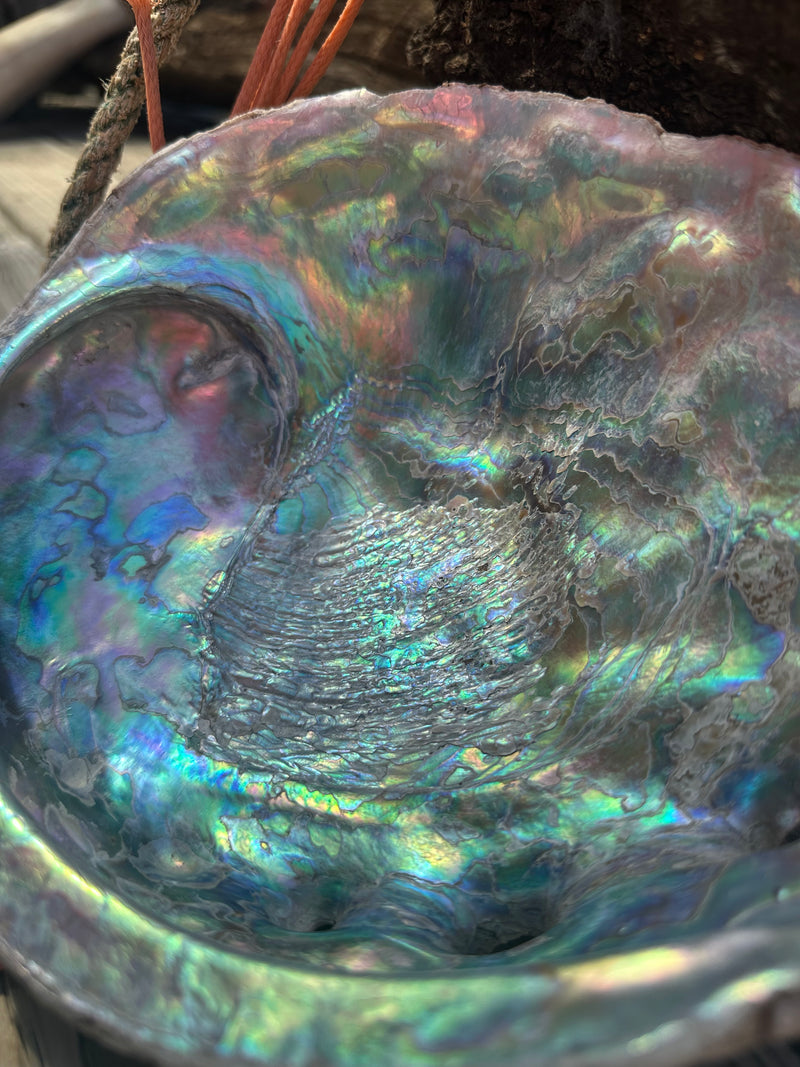 9" Raw Pink Abalone with Barnacle Growth - Haliotis corrugata