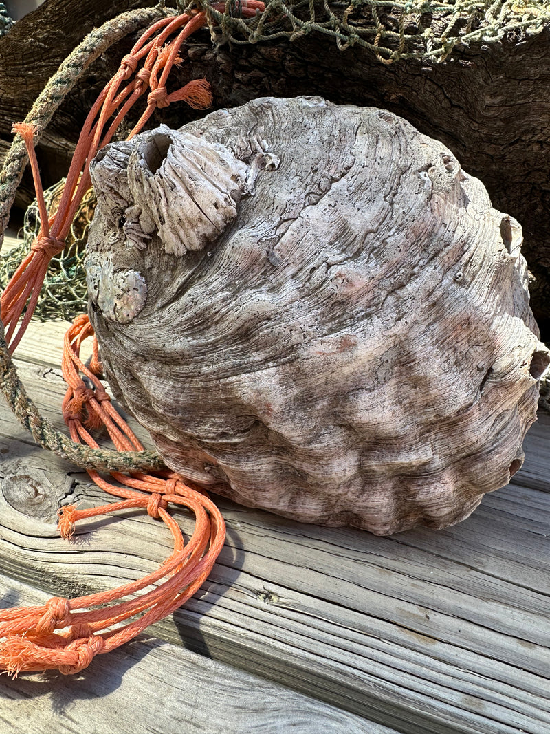 9" Raw Pink Abalone with Barnacle Growth - Haliotis corrugata