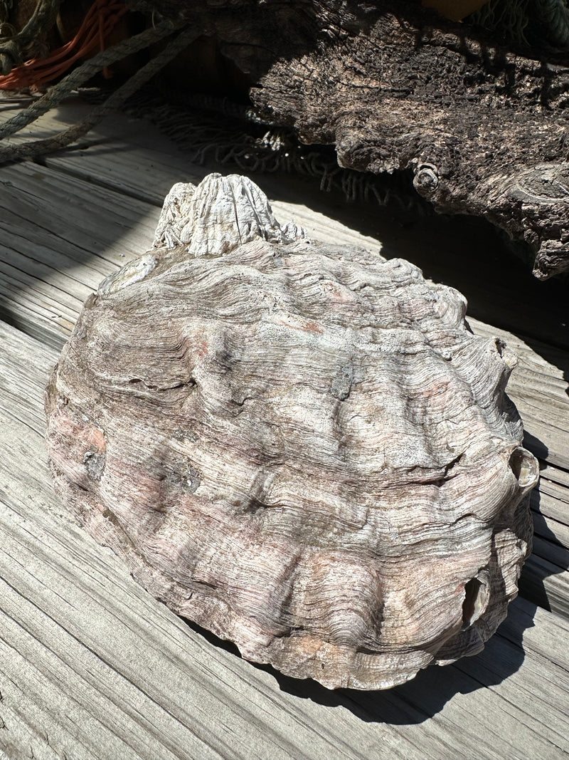 9" Raw Pink Abalone with Barnacle Growth - Haliotis corrugata