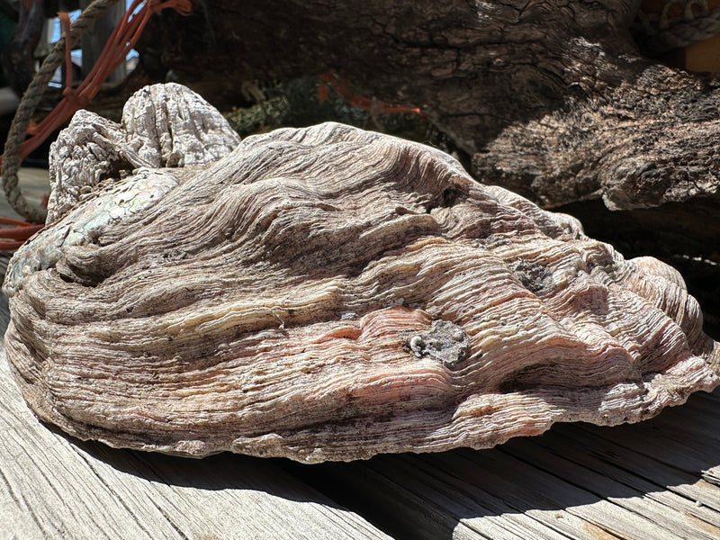 9" Raw Pink Abalone with Barnacle Growth - Haliotis corrugata