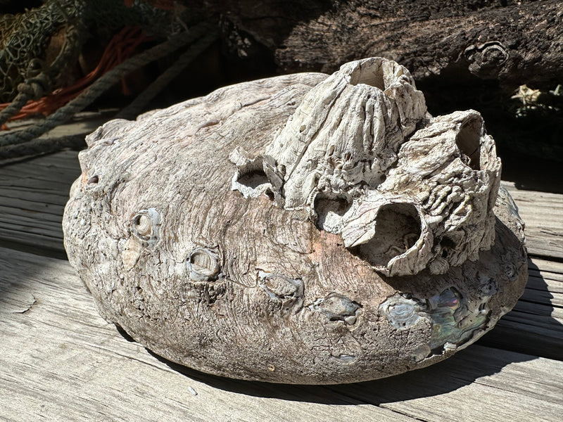 9" Raw Pink Abalone with Barnacle Growth - Haliotis corrugata