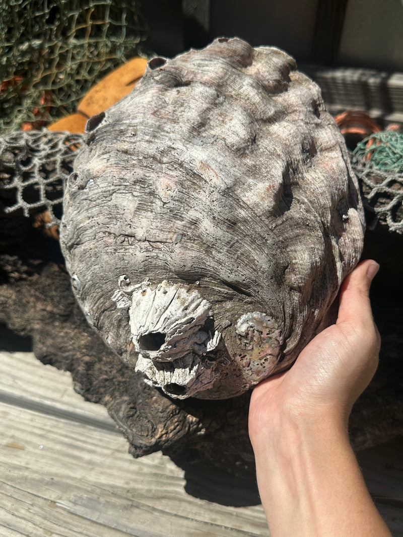 9" Raw Pink Abalone with Barnacle Growth - Haliotis corrugata