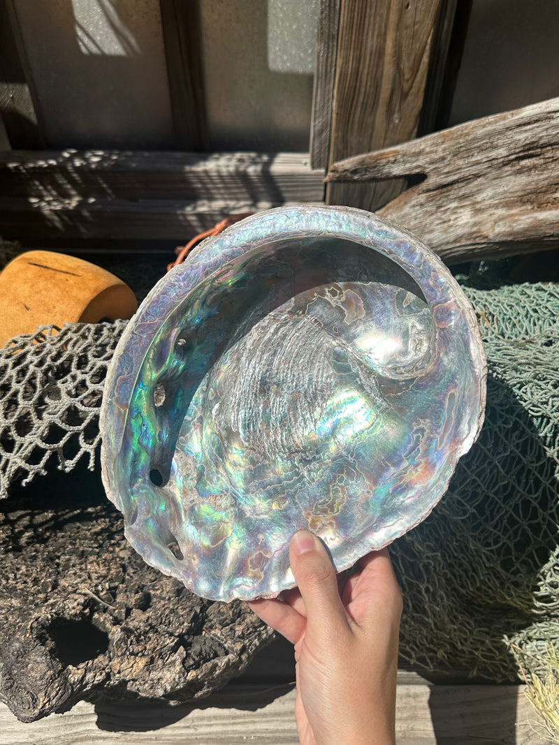 9" Raw Pink Abalone with Barnacle Growth - Haliotis corrugata