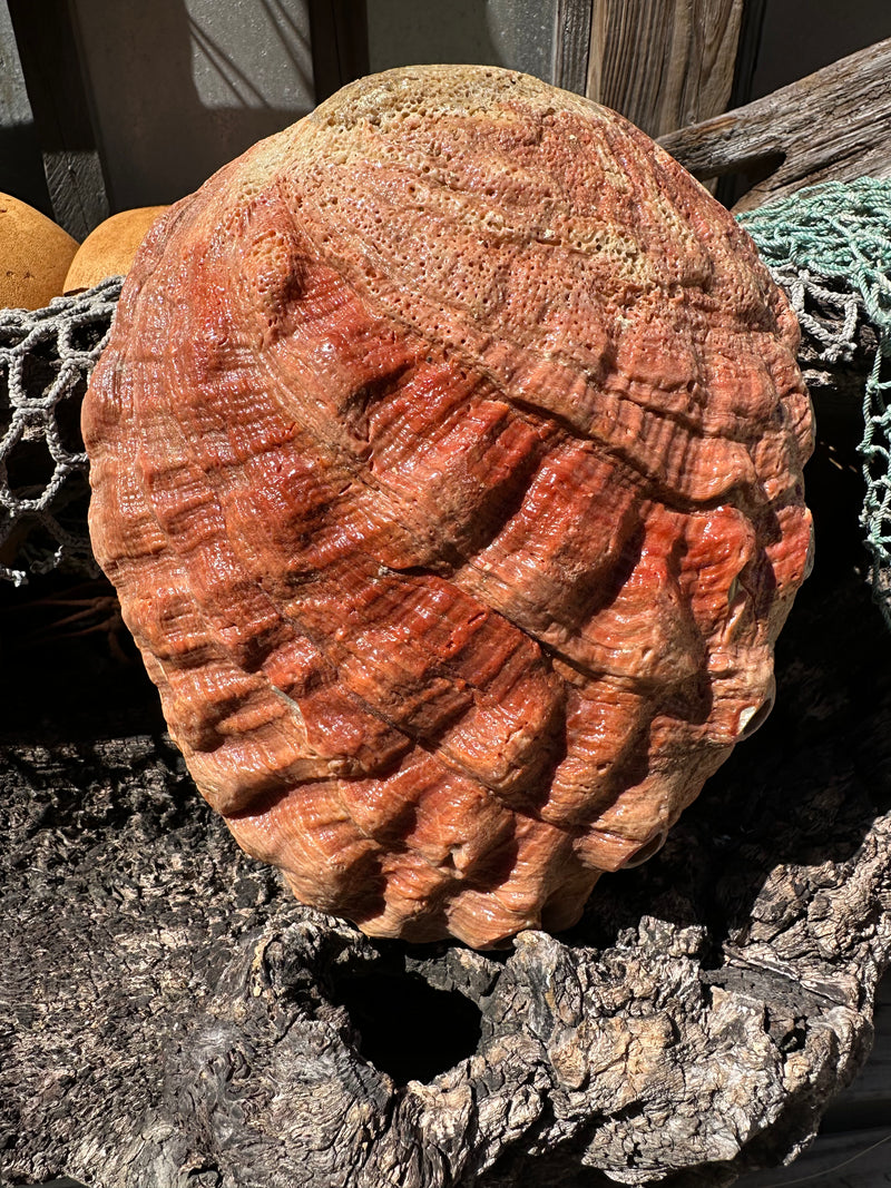 Sealed Red Abalone Shell 8.25" - Haliotis rufescens