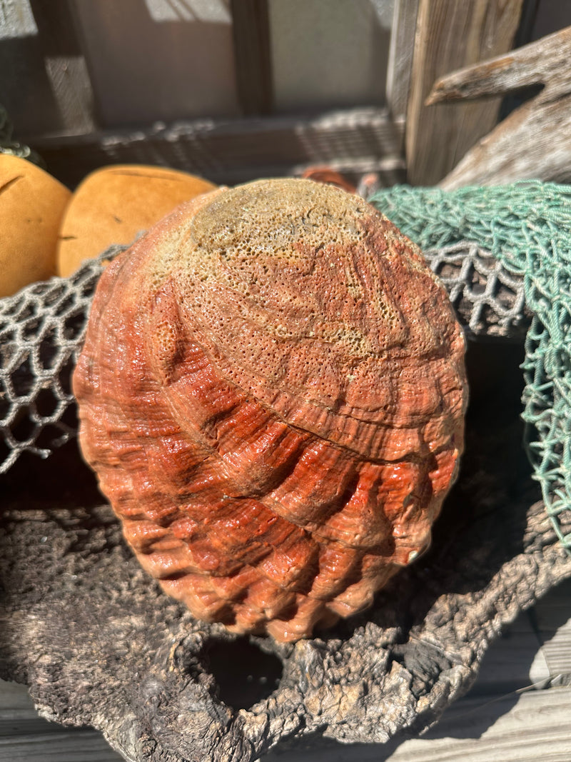 Sealed Red Abalone Shell 8.25" - Haliotis rufescens