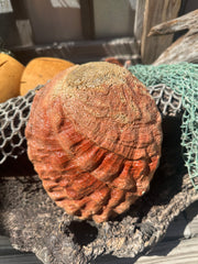 Sealed Red Abalone Shell 8.25