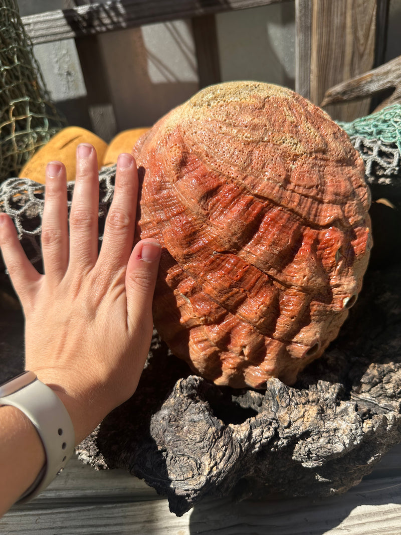 Sealed Red Abalone Shell 8.25" - Haliotis rufescens