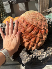 Sealed Red Abalone Shell 8.25