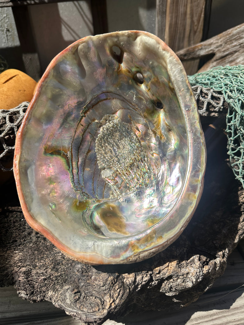 Sealed Red Abalone Shell 8.25" - Haliotis rufescens
