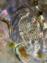 Sealed Red Abalone Shell 8.25