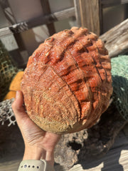 Sealed Red Abalone Shell 8.25