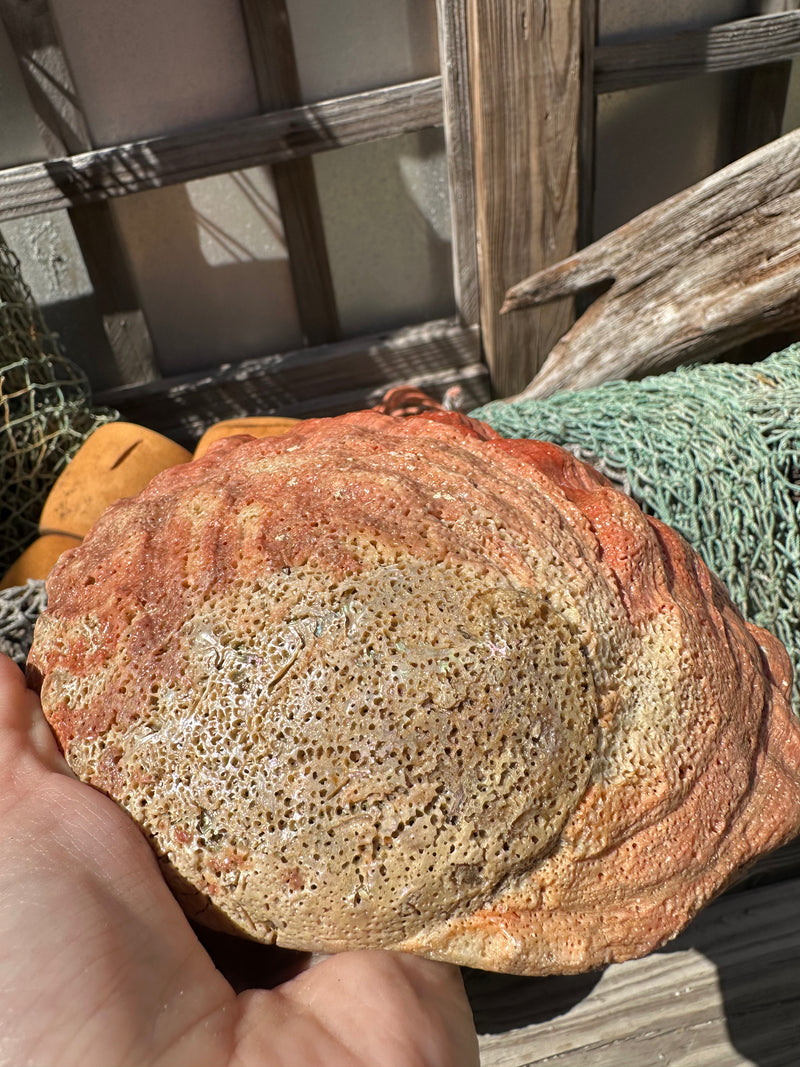 Sealed Red Abalone Shell 8.25" - Haliotis rufescens