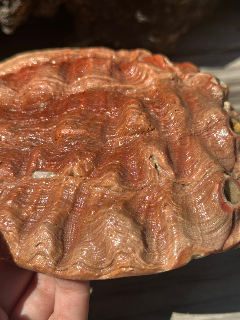 Sealed Red Abalone Shell 8.25" - Haliotis rufescens