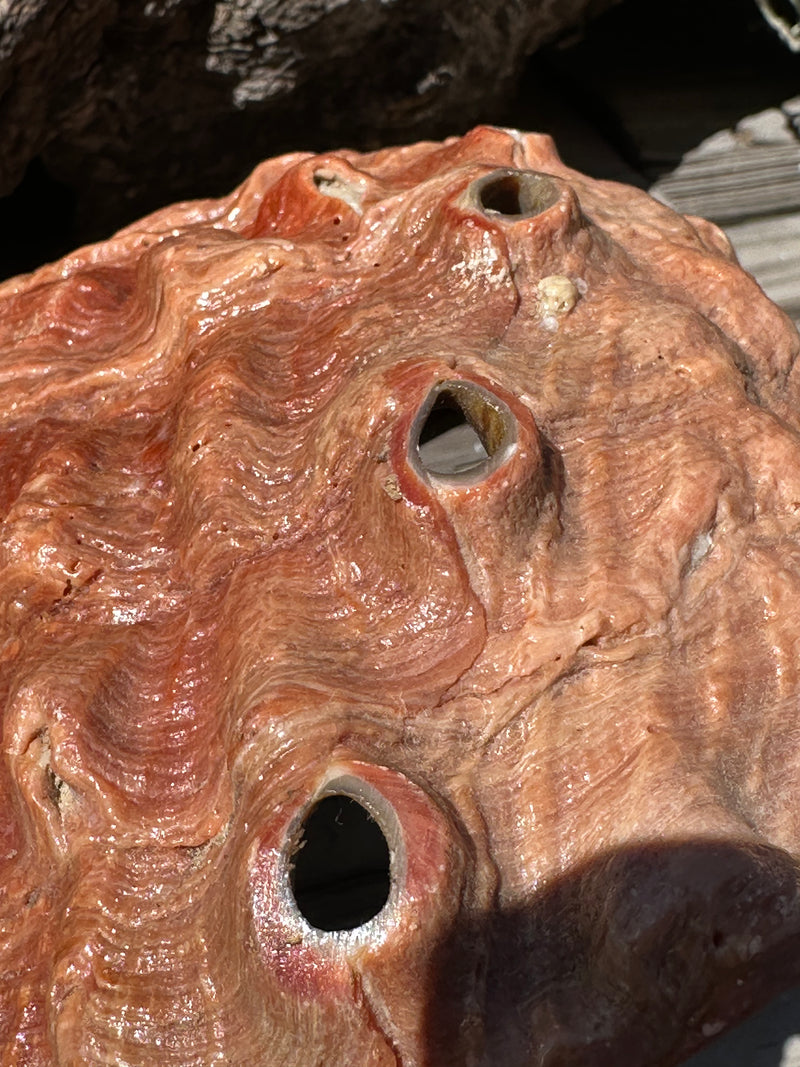 Sealed Red Abalone Shell 8.25" - Haliotis rufescens