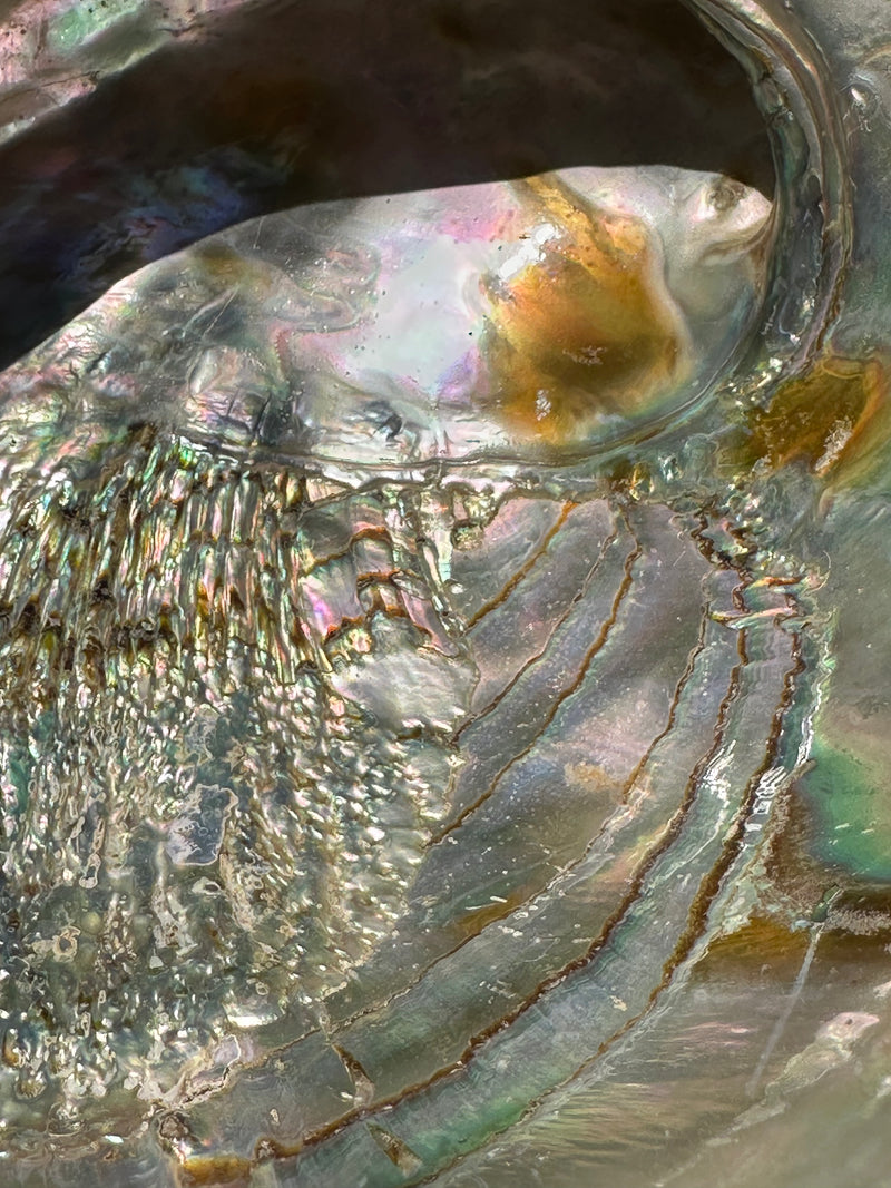 Sealed Red Abalone Shell 8.25" - Haliotis rufescens