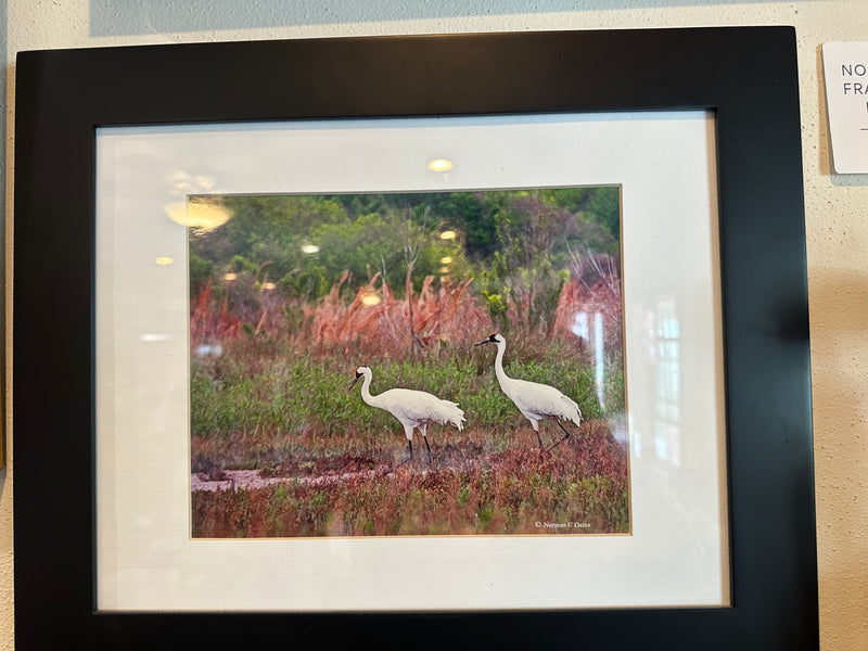 Norman C. Oates – Framed Coastal Wildlife Artwork