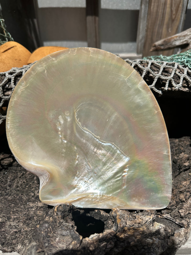 XL Raw Gold Lipped Pearl Oyster Display Shell – Mother of Pearl Specimen Pinctada maxima