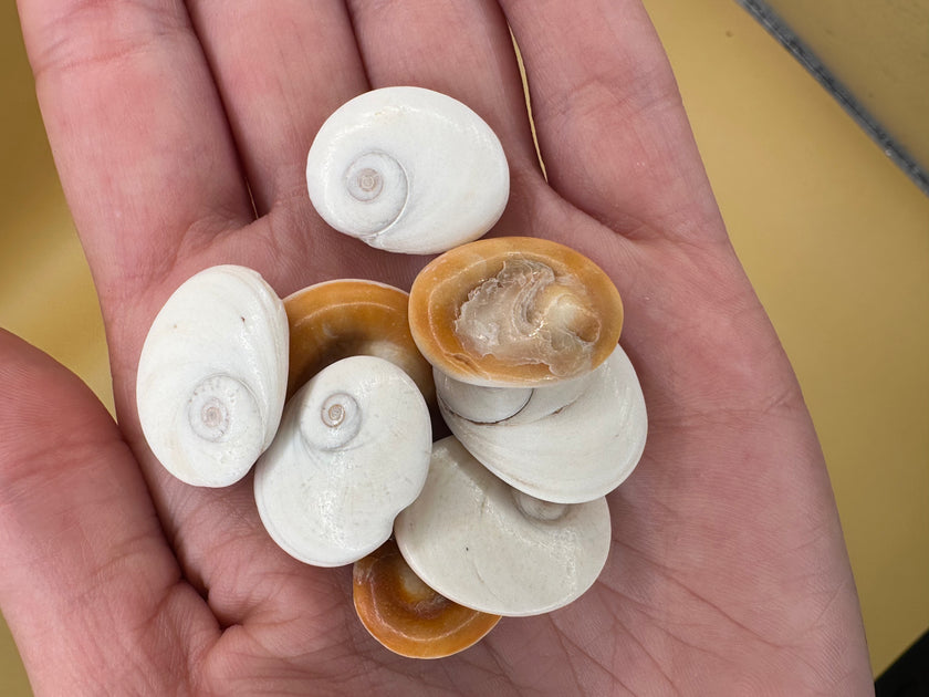 Bulk Operculum Shells – Set of 4 Golden Cat’s Eyes for Jewelry & Crafts ...