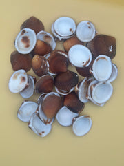 Brown Clam Shells- Craft Seashells