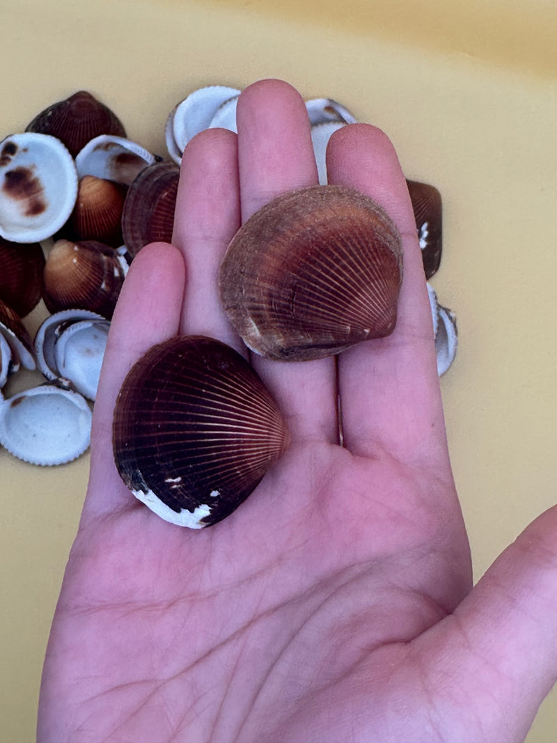 Brown Clam Shells- Craft Seashells