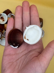 Brown Clam Shells- Craft Seashells