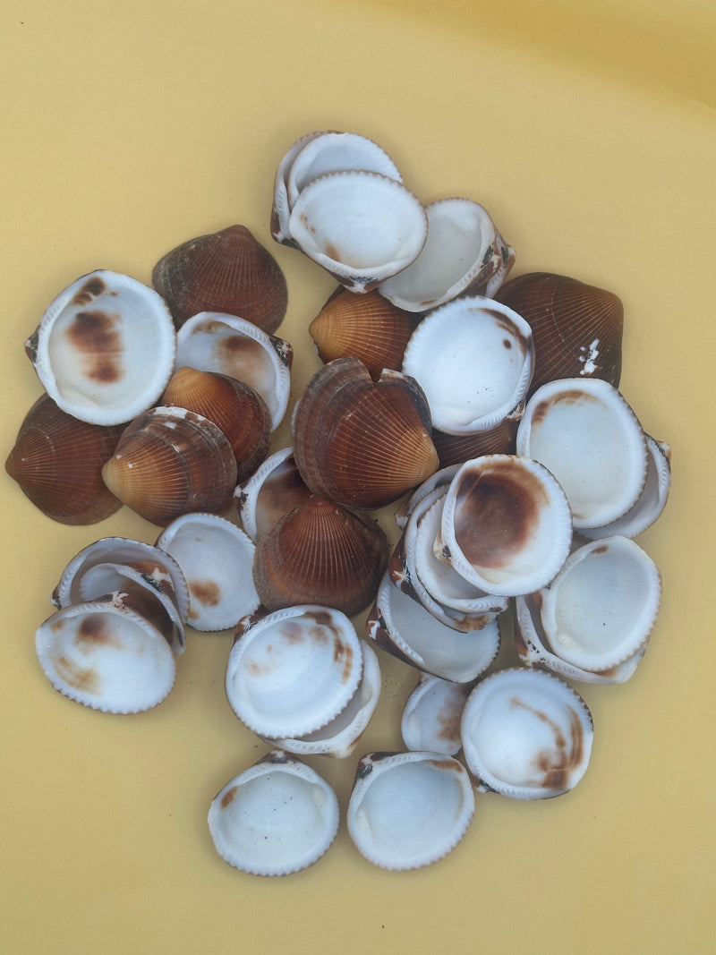 Brown Clam Shells- Craft Seashells