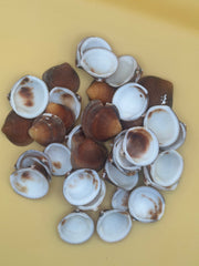 Brown Clam Shells- Craft Seashells