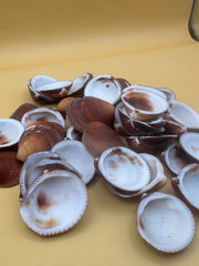 Brown Clam Shells- Craft Seashells