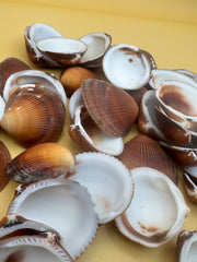 Brown Clam Shells- Craft Seashells