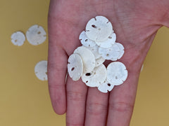 Tiny Loose Sand Dollar- Crafting Bulk Bags (Under 1