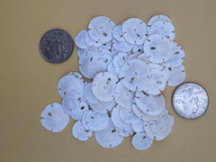 Tiny Loose Sand Dollar- Crafting Bulk Bags (Under 1