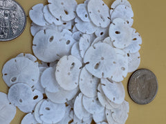 Tiny Loose Sand Dollar- Crafting Bulk Bags (Under 1