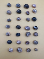 Bulk Mixed Micro Nerita Shells (Nerita sp.) – 10 Pieces Craft Shells for DIY & Collectors