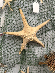 Vintage Thorny Tan Starfish Specimen 12