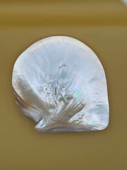 XL Polished Gold Mother of Pearl Shell (7.5